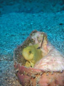 アンドの鼻　貝殻がおうちのクロイシモチ