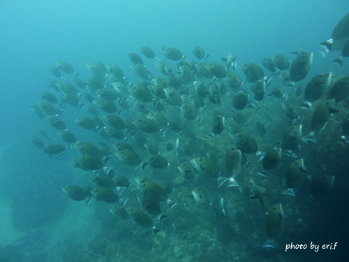 イスズミ礁　ニザダイの群れ群れ群れ