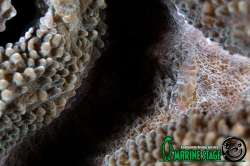 イスズミ礁　ワライヤドリエビのペア