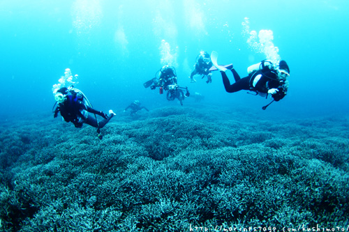 安室漁礁　コモンシコロサンゴ