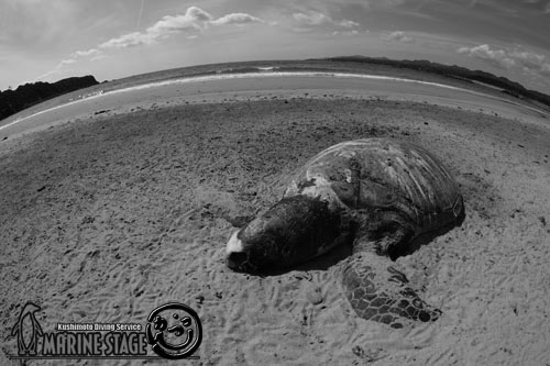 お店の前の砂浜　アオウミガメの死骸