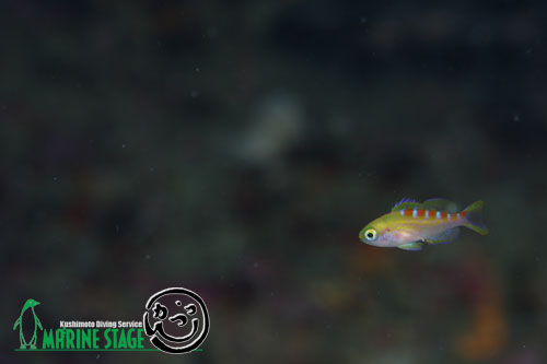 沖の吉右衛門　アサヒハナゴイの極小幼魚