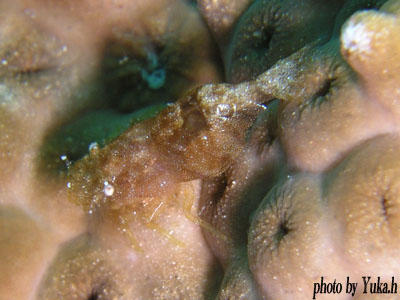 イスズミ礁　ナガレモエビ属の未記載種