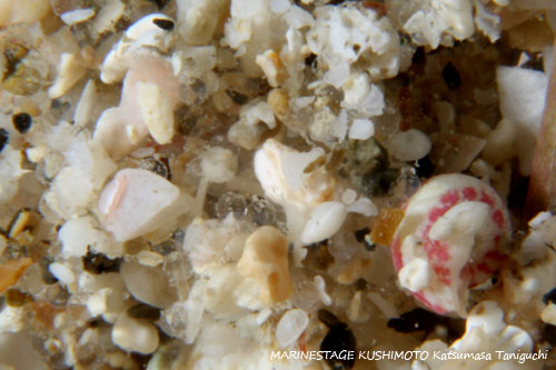 イスズミ礁　カワハギの卵