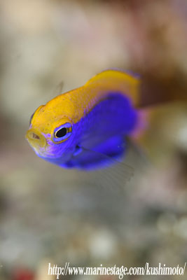 セナキルリスズメダイの幼魚