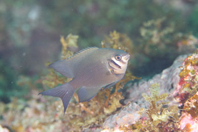 イスズミ礁　ヒレナガハギ