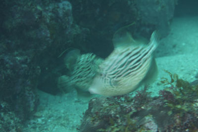 イスズミ礁　カワハギの闘争