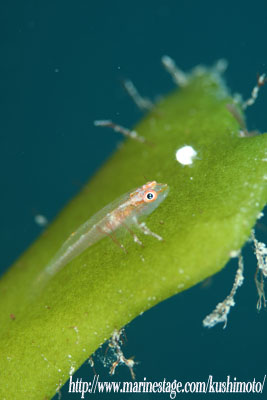 セボシウミタケハゼの幼魚