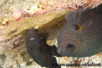 イスズミ礁　産卵中のナガサキスズメダイ