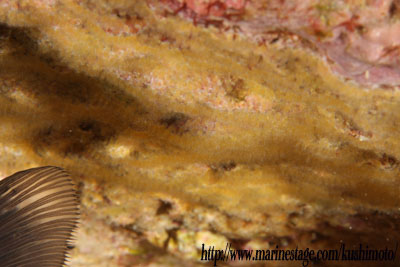 イスズミ礁　産卵直後のナガサキスズメダイの卵