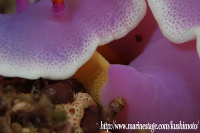 イスズミ礁　産卵中のシンデレラウミウシ