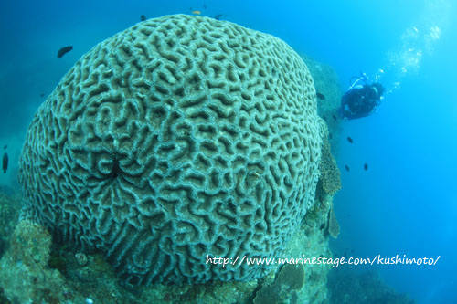 イスズミ礁　オオハナガタサンゴ