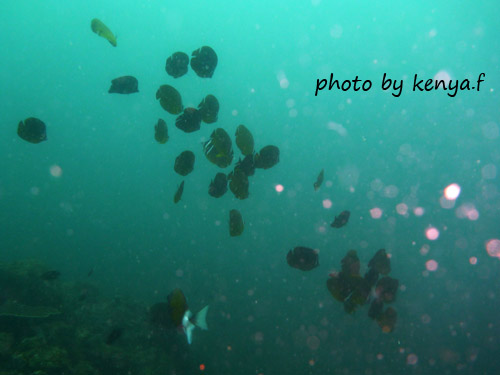イスズミ礁　チョウチョウウオ玉