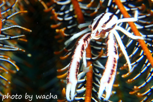 イスズミ礁　コマチコシオリエビ