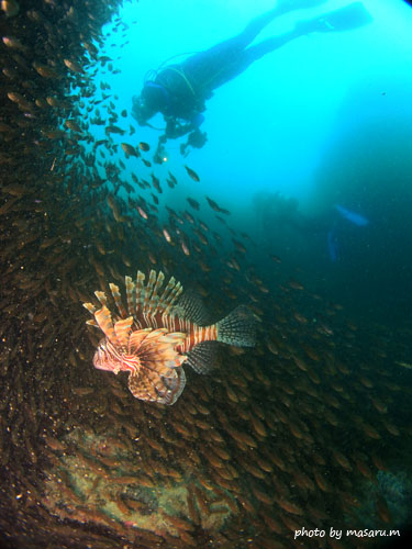 中黒礁　ハナミノカサゴとクロホシイシモチ