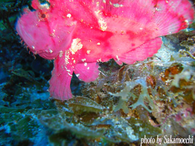 双島沖北の根　ピンク色のハダカハオコゼ