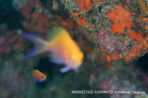 イスズミ礁　ハナゴンベの幼魚♪