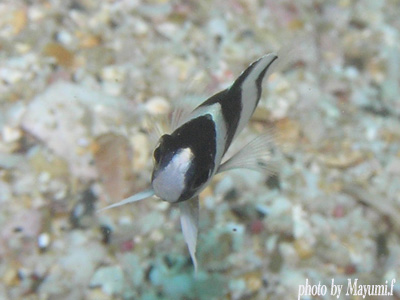 イスズミ礁　ミスジスズメダイの幼魚