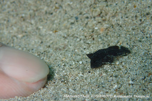 中黒礁　イズオコゼの極小幼魚