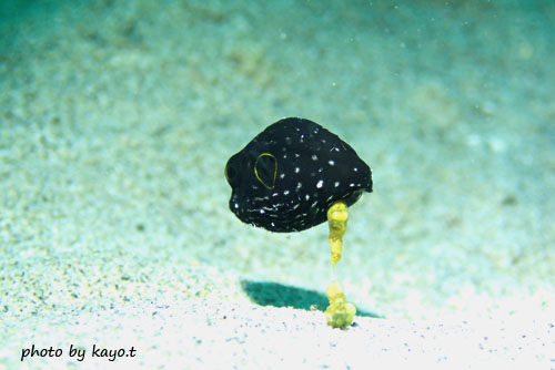 中黒礁　サザナミフグの極小幼魚
