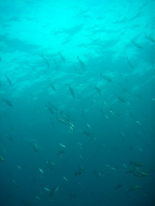 イスズミ礁　イサキの群れ1020