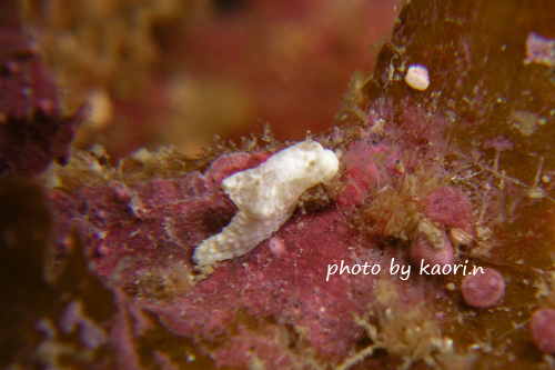 住崎　unknown　seaslug