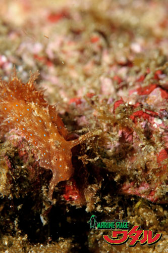 イスズミ礁　フレリトゲアメフラシ