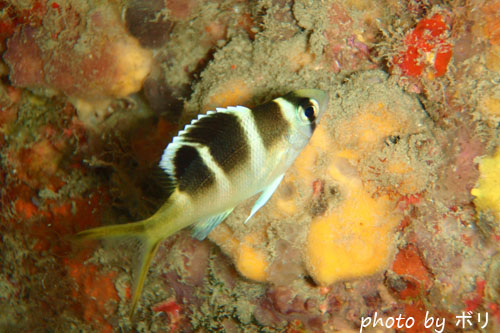 イスズミ礁　ヨコシマクロダイ