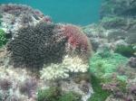 サンゴを食べるオニヒトデ
