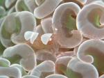 イスズミ礁　ヒメイソギンチャクエビ