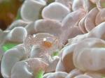 イスズミ礁　ヒメイソギンチャクエビ？