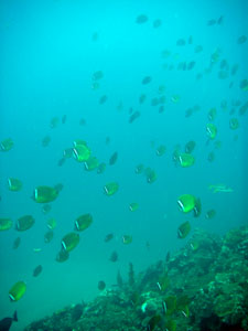 イスズミ礁　チョウチョウウオの大行進