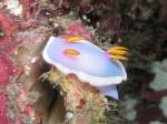 イスズミ礁　カグヤヒメウミウシ