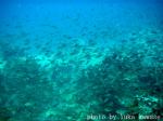 中黒礁　クロホシイシモチの大群